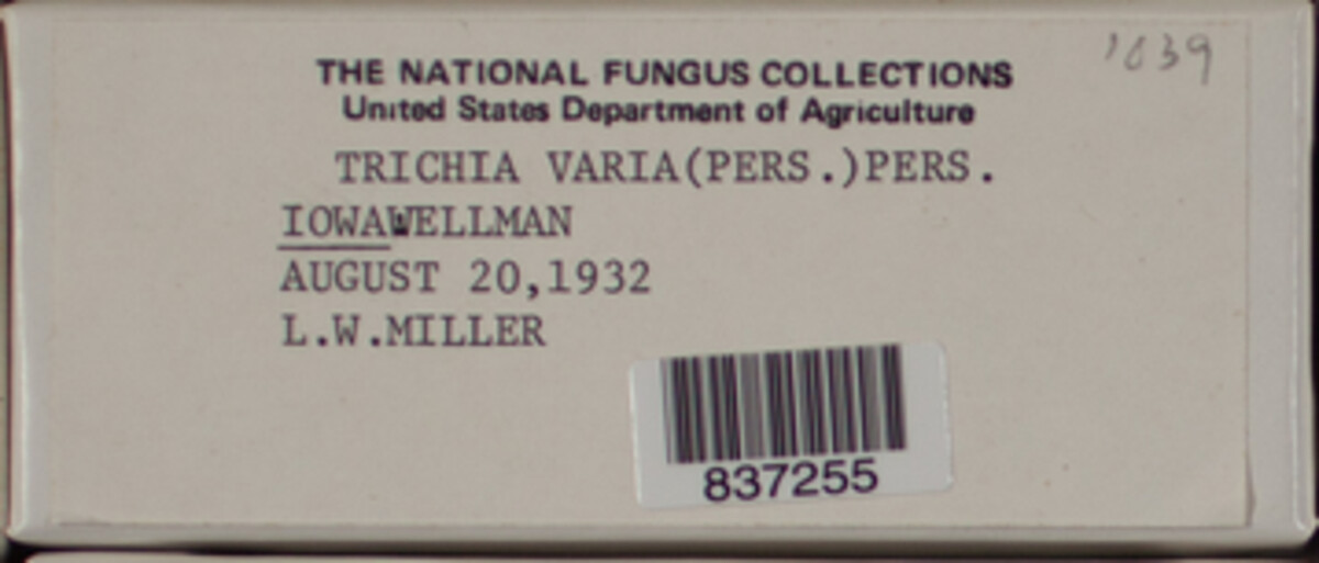 Trichia varia image
